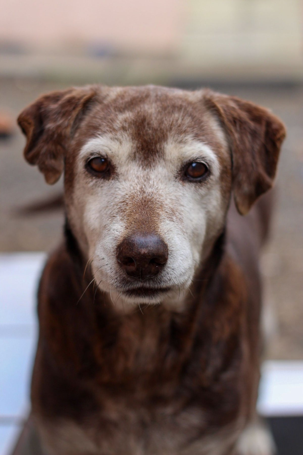 Close-up of a grey-muzzled senior dog