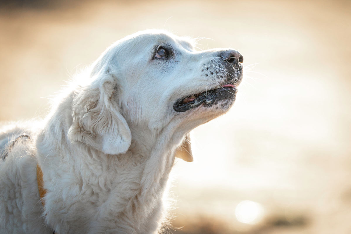 Senior golden retriever with a grey muzzle looking up in warm sunlight
