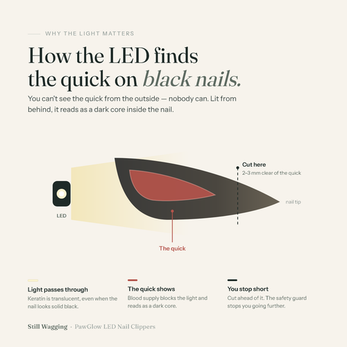 Diagram: how the LED lights a black dog nail from behind so the quick shows as a dark core, with a safe cut line 2-3mm clear of it