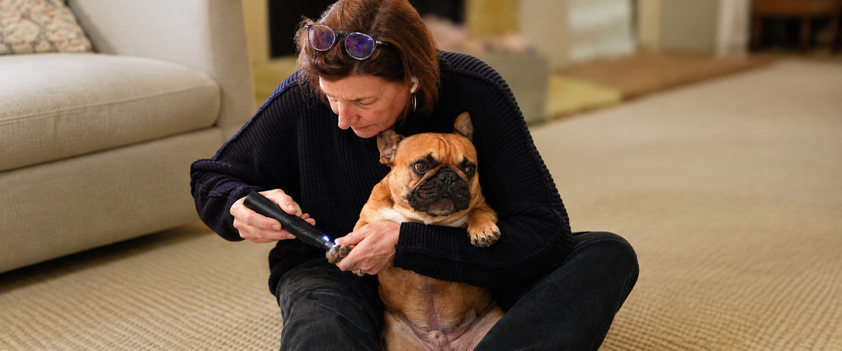 Owner holding a small dog on her lap and checking its paw at home